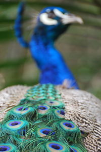 Peacock feathers back shot