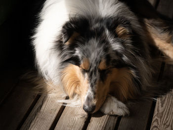 High angle view of dog lying down on wooden floor