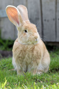 Rabbit sitting on grass