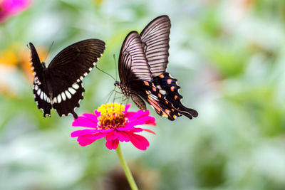 Close-up of butterfly pollinating on pink flower