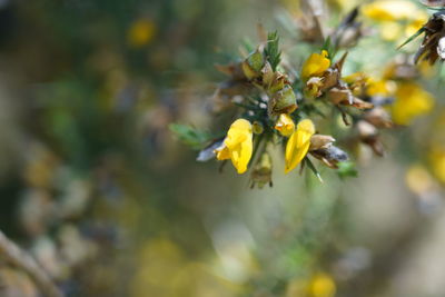 Close-up of yellow flowering plant