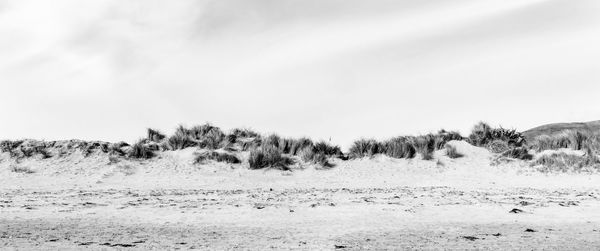 Bushes on sand at beach against sky