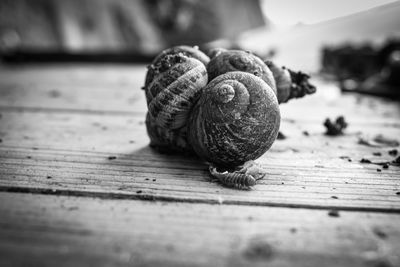 Close-up of snail on wood