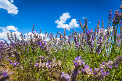 Close-up of purple flowering plants on field against blue sky