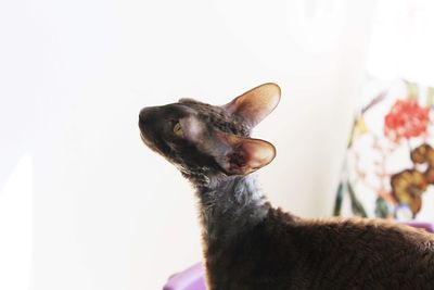 Ina the cornish rex 