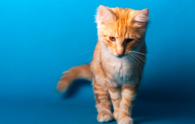 Cat standing against blue background