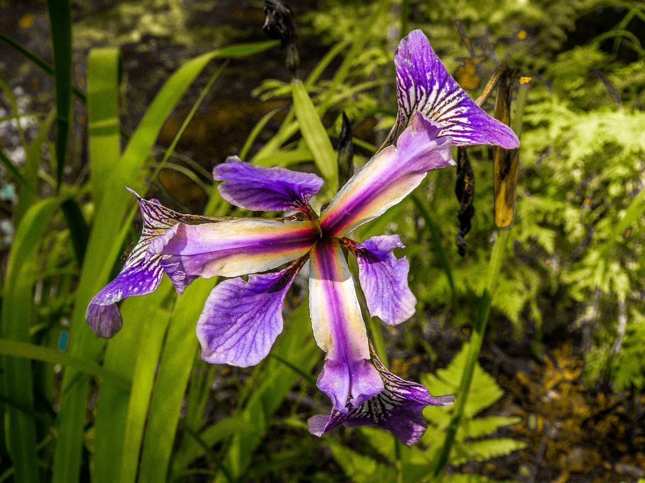 CLOSE-UP OF PURPLE IRIS FLOWER ON PLANT