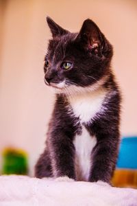 Close-up of cat looking away at home