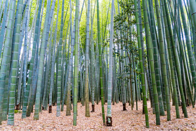 Low angle view of bamboo trees in forest