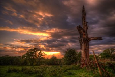 Trees on field against sky during sunset
