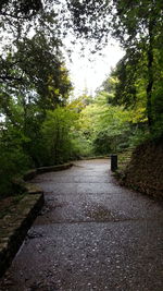 Footpath amidst trees in forest