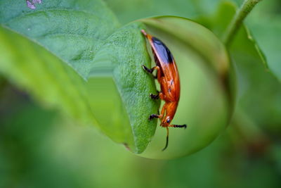 Close-up of insect on leaf