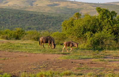 Stripe gnu in the nature reserve hluhluwe national park south africa