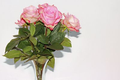 Close-up of rose plant against white background