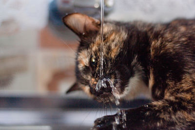 Close-up of cat drinking water a sink