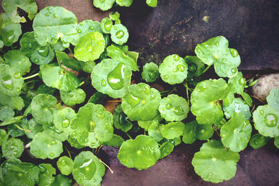 High angle view of wet leaves