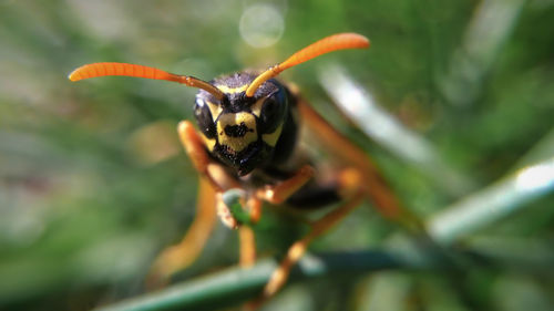 Close-up of insect on leaf