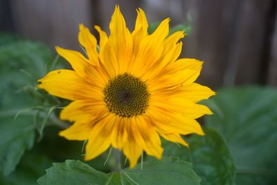 Close-up of sunflower blooming outdoors