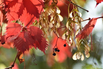 Close-up of red leaves growing on tree