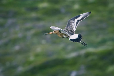 Close-up of bird flying against sky