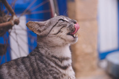 Stray cat in the old town of essaouira world heritage site, a port city morocco