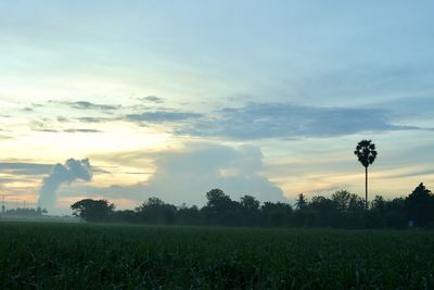 Scenic view of field against sky during sunset