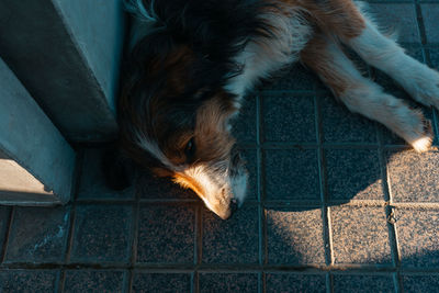 High angle view of dog sleeping on tiled floor