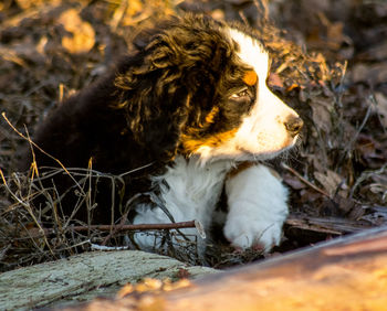 Dog looking away on field