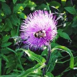 Close-up of bee on thistle flower