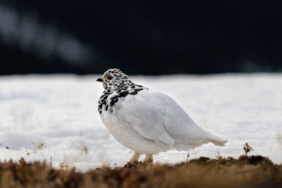 Close-up of bird perching on snow on top of mountain