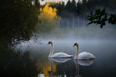 Swans swimming in lake