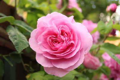 Close-up of pink rose