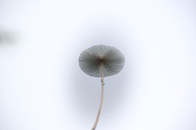 Low angle view of umbrella against white background