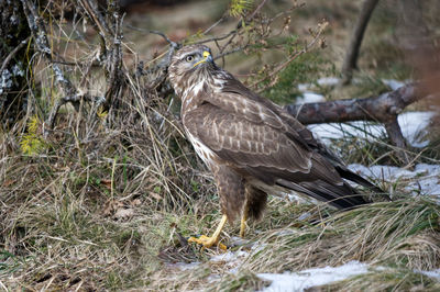 Bird perching on a field