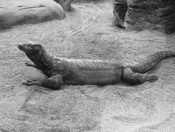 Lizard relaxing outdoors