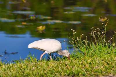 Close-up of a bird on field