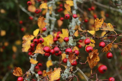 Close-up of berries growing on tree