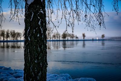 Scenic view of bare trees against sky