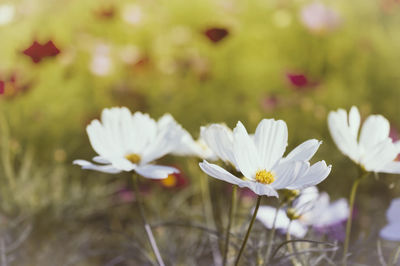 Close-up of white flowering plant