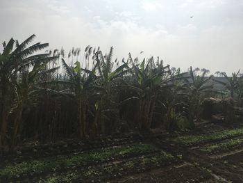 Plants growing on field against sky