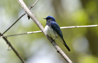 Close-up of bird perching on branch