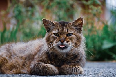 Portrait of cat