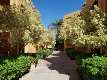 Walkway amidst plants and trees against sky