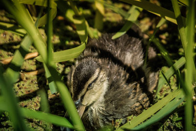 Close-up of a rabbit