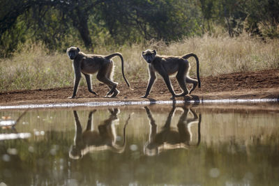 Horse drinking water