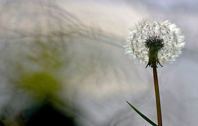 Close-up of thistle blooming against sky