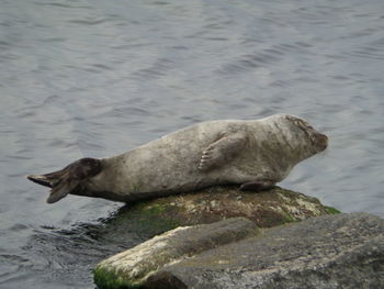 Side view of an animal on rock