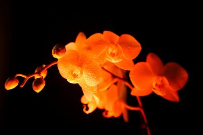 Close-up of orange flower against black background