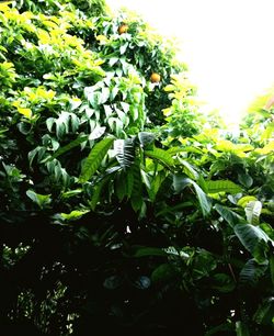 Plants growing in water