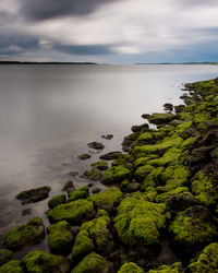 Sea weed at limfjorden